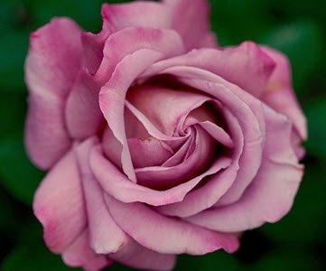 Picture of Rose.